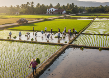 De la hectárea al plato: qué dicen los productores sobre arroz y carne y por qué importa al consumidor